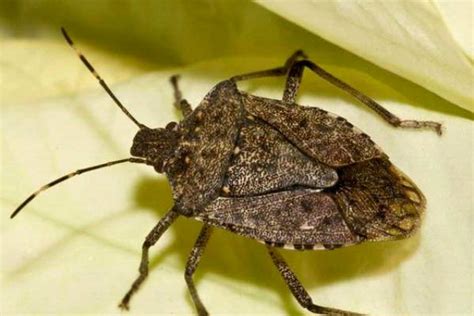 Managing brown marmorated stink bugs in homes - Gardening in Michigan