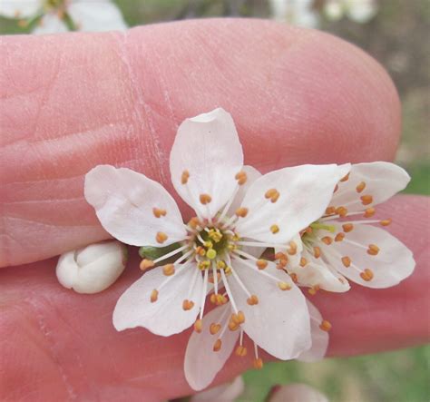 Cherry Plum - Tree Guide UK -Cherry Plum identification