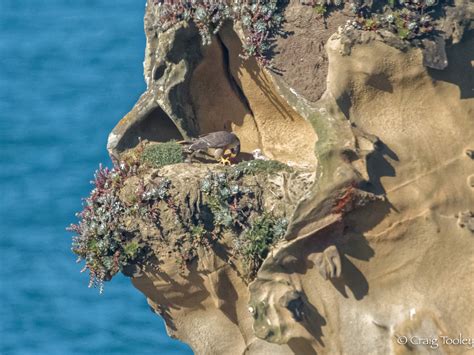 Two active Peregrine Falcon nests again this year! – Mendonoma Sightings