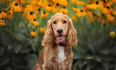 Cocker Spaniel Breed: Characteristics, Care & Photos | BeChewy