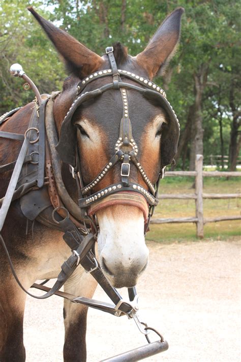 Mule. Look at that face. This animal is beautiful! | Mules animal ...