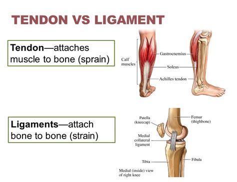 The Skeletal System: Human Anatomy Basics • Bodybuilding Wizard