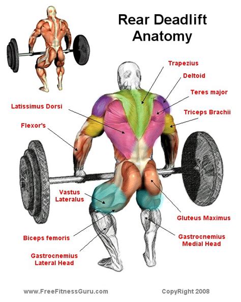 FreeFitnessGuru - Deadlift Rear Anatomy