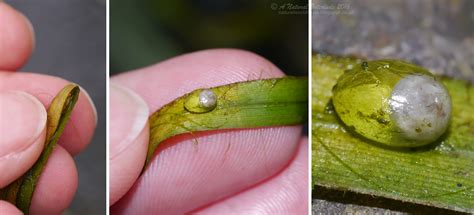 A Natural Interlude: Egg of Newt & spawn of Toad