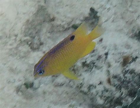 Longfin Damselfish | Mexican Fish.com