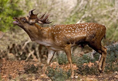 File:Persian Fallow Deer 1.jpg - Wikipedia