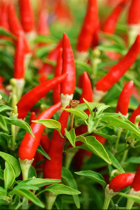 Where to Buy Chili Plants - Chili Pepper Madness