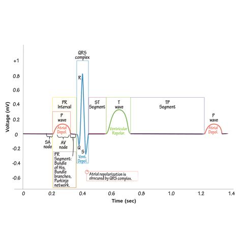 Physiology Glossary: Electrocardiogram (ECG) - Recordings and Leads ...