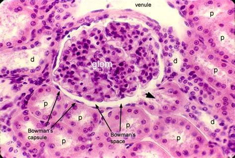 Histology at SIU