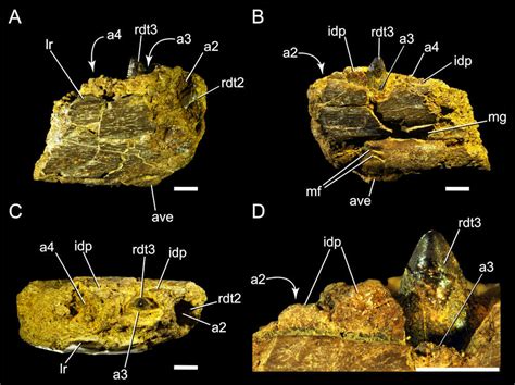 A Baby Dromaeosaur (Raptor) fossil found in northern Alaska indicates ...