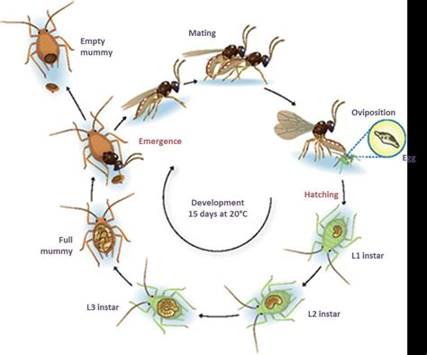 9: Biological cycle of an hymenopteran aphid parasitoid. Modified after ...