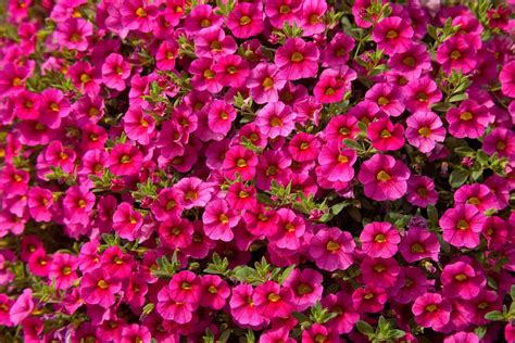 How to Grow & Care for Calibrachoa (Million Bells)