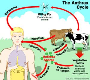 Bacillus Anthracis