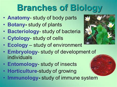 10 Branches Of Biology