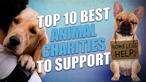 10 Best Animal Charities of 2019 | Top Dog Tips Awards Program