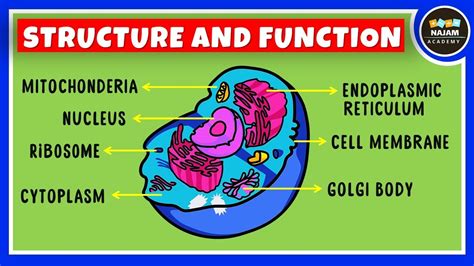 Structure and Function of a Cell | Cell Organelles | Biology - YouTube