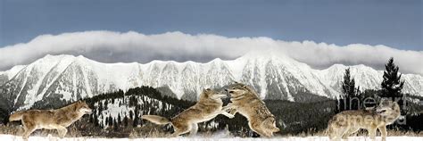 Wolf Pack Hierarchy Photograph by Wildlife Fine Art | Pixels