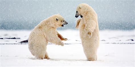 Polar Bear