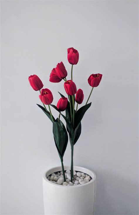 Red Tulip Symbolism (Top 13 Meanings) - Give Me History