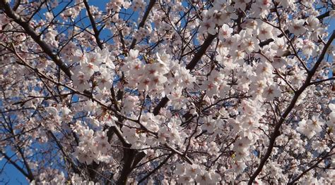 State of the Cherry Blossoms 2017 – Get Hiroshima