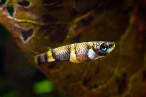 Killifish: The Best Species For Your Aquarium - Aquariadise