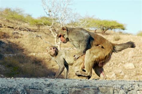 Mating Monkeys Human Style