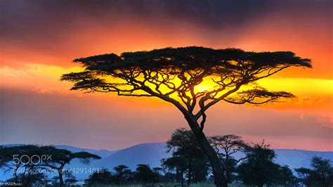 Serengeti Sunset by John Harrison / 500px