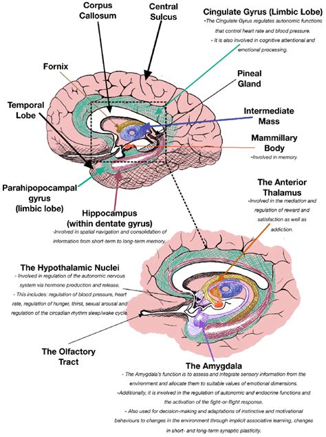 Schematic illustration of the major anatomical structure of limbic ...