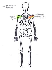 alla Poppy: Movement and Muscles at the Shoulder horizontal abduction ...