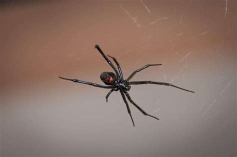 Poisonous Spiders in PA | What Tops the List?