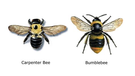 Carpenter Bee Vs Bumble Bee - Bumble Bee Vs Carpenter Bee Pestguide Org ...