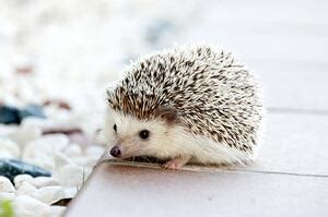 Hedgehog Concept Examples: How a Hedgehog Supports a BHAG