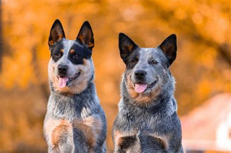 5 Blue Heeler Colors And All Markings Explained