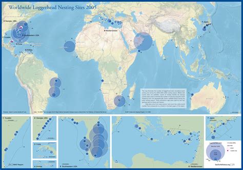 Loggerhead Turtle | Sea Turtle Species — The State of the World's Sea ...