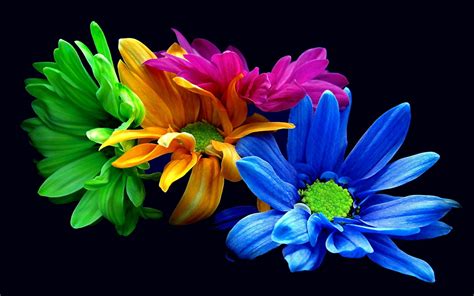 Colorful Flowers Wallpapers - Top Free Colorful Flowers Backgrounds ...