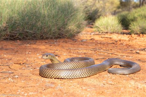 Mulga Snake (Pseudechis australis) - a photo on Flickriver