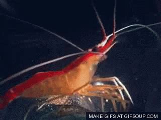 Shrimp GIF - Shrimp - Discover & Share GIFs