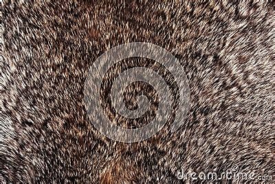 Rabbit Fur Texture Stock Photos - Image: 13368823