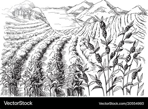 Coffee plantation landscape Royalty Free Vector Image