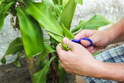 Weed Control that's Cheaper and Better than Landscape Fabric