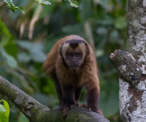 Large-headed Capuchin (Iconic mammals and birds of Cusco, Peru - Nature ...