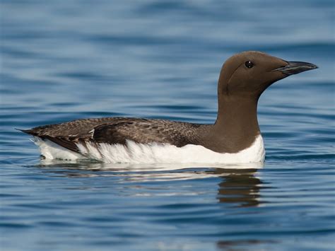 Common Murre - eBird