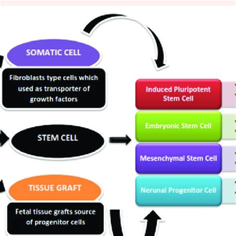 Stem Cell Therapy and Classification. | Download Scientific Diagram