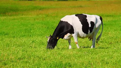 Cow Eats Grass Stock Footage Video 802744 - Shutterstock