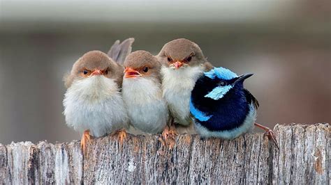 HD wallpaper: birds, cute, fuzzy, little bird, huddle | Wallpaper Flare