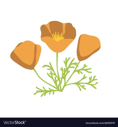 California poppy Royalty Free Vector Image - VectorStock