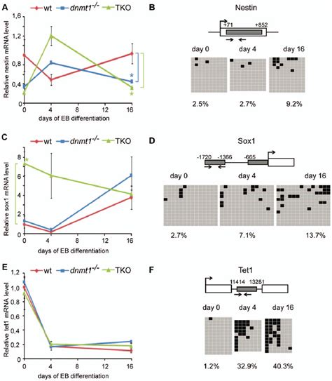 CpG island methylation and disregulated expression of selected bivalent ...