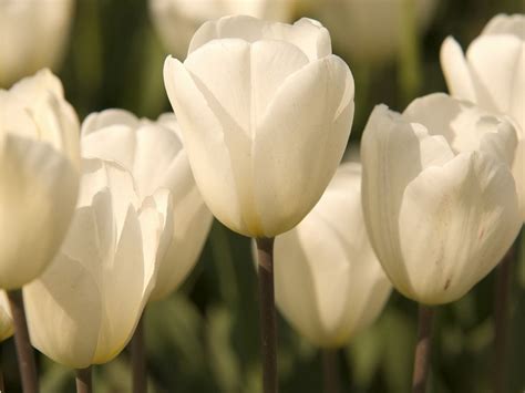 White Tulips Wallpaper - WallpaperSafari