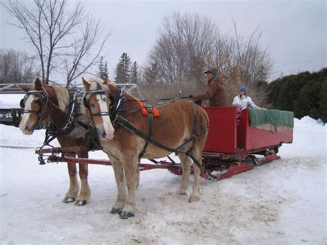 Horses pulling a sled | Merry christmas darling, Horses, Christmas ...