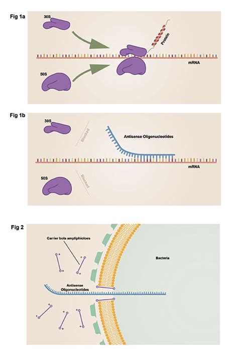 Antisense Oligonucleotides | IndieOnly Design